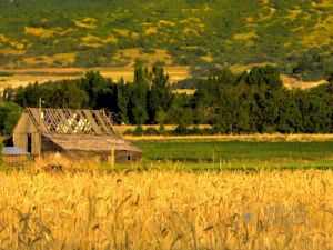 Wheat and old barn (1) 24x18.jpg